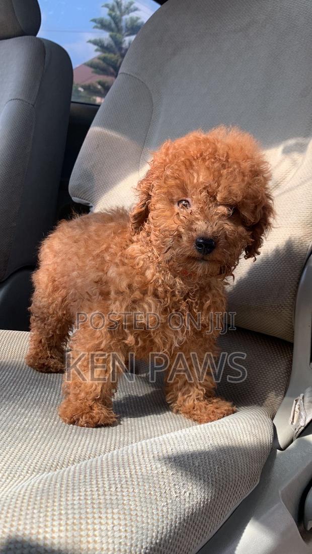 1-3 months Female Purebred Poodle - thumbnail 2
