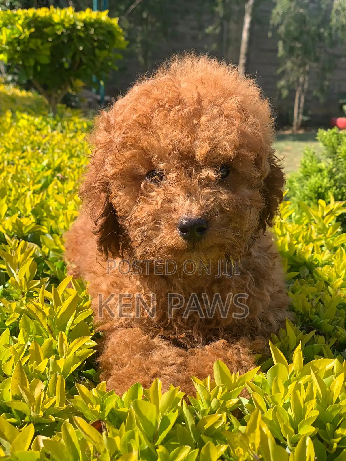 1-3 months Female Purebred Poodle