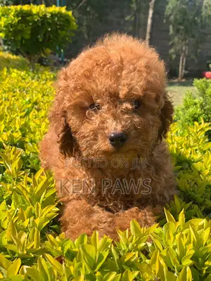 1-3 months Female Purebred Poodle