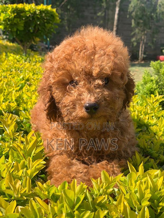 1-3 months Female Purebred Poodle - thumbnail 4