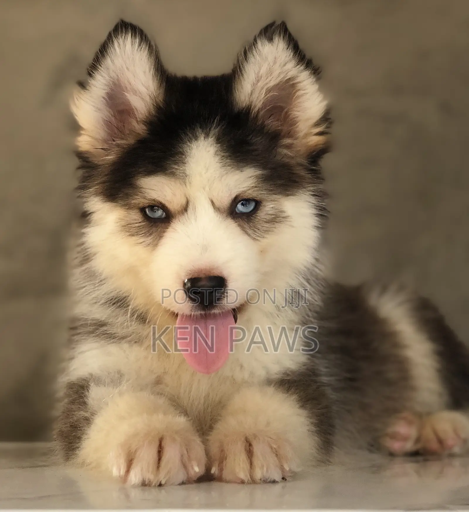 1-3 months Male Purebred Siberian Husky