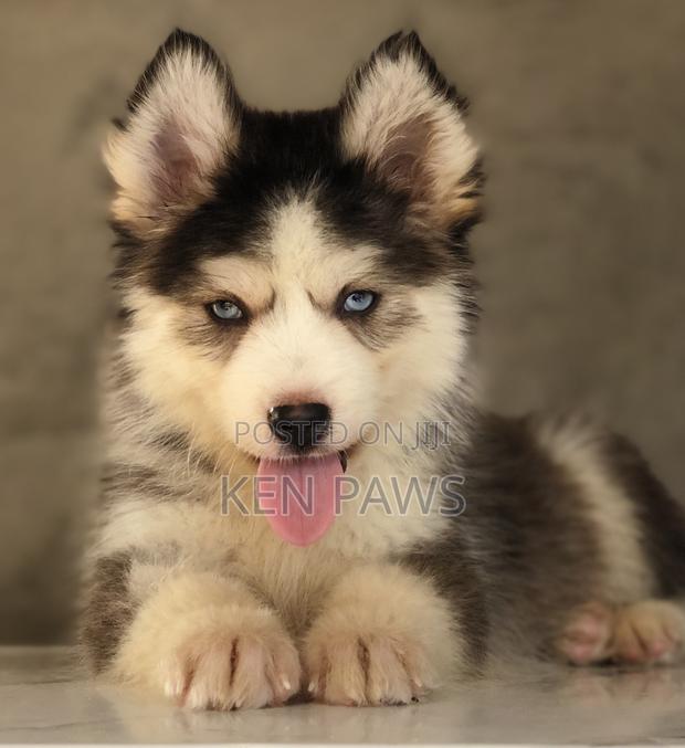 1-3 months Male Purebred Siberian Husky - thumbnail 2