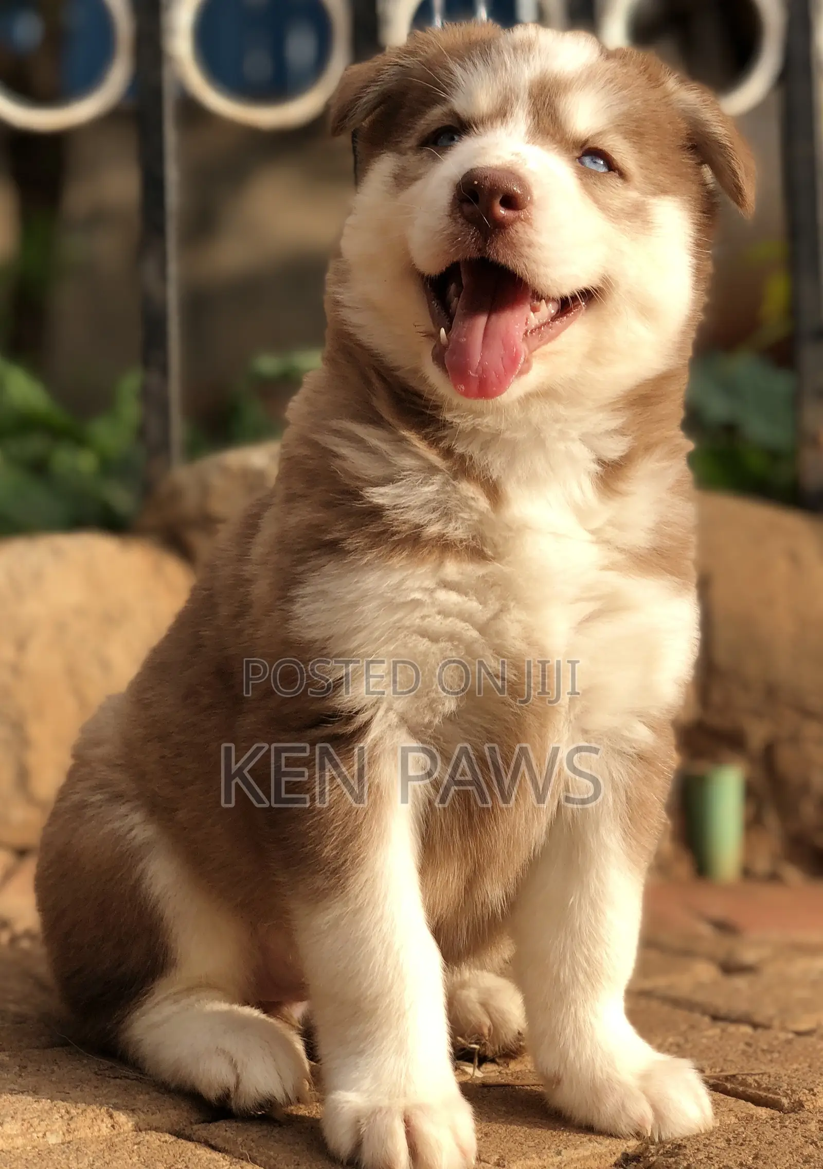 1-3 months Male Purebred Siberian Husky