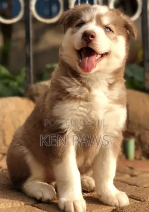 1-3 months Male Purebred Siberian Husky