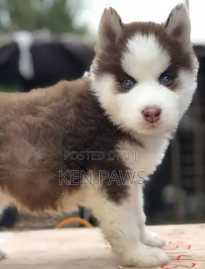 1-3 months Male Purebred Siberian Husky