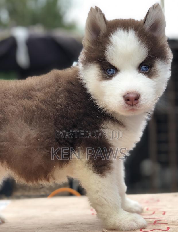 1-3 months Male Purebred Siberian Husky - thumbnail 4