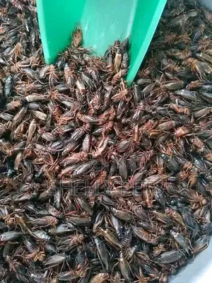 Live and Dried Crickets