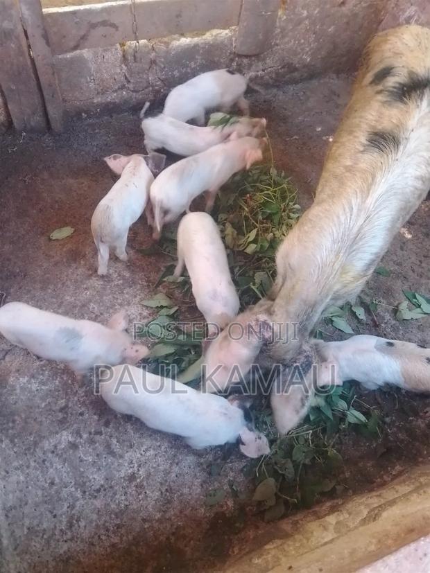 1.5 Months Piglets