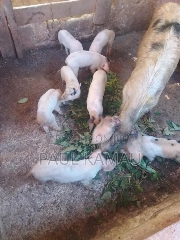 1.5 Months Piglets - thumbnail 2