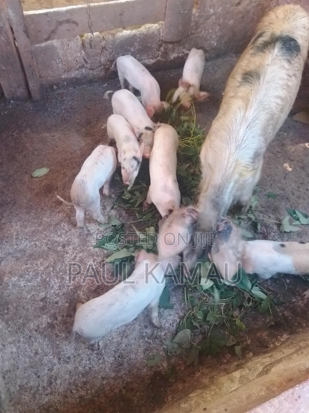 1.5 Months Piglets - thumbnail 3