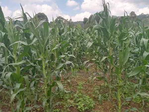 Land for Sale in Ndeiya