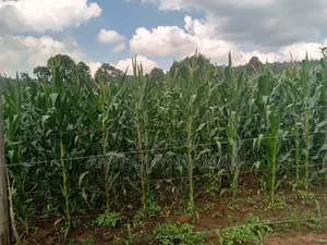 Land for Sale in Ndeiya