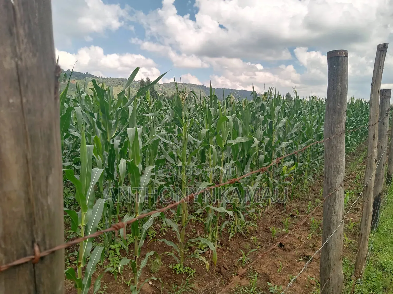 Land for Sale in Ndeiya
