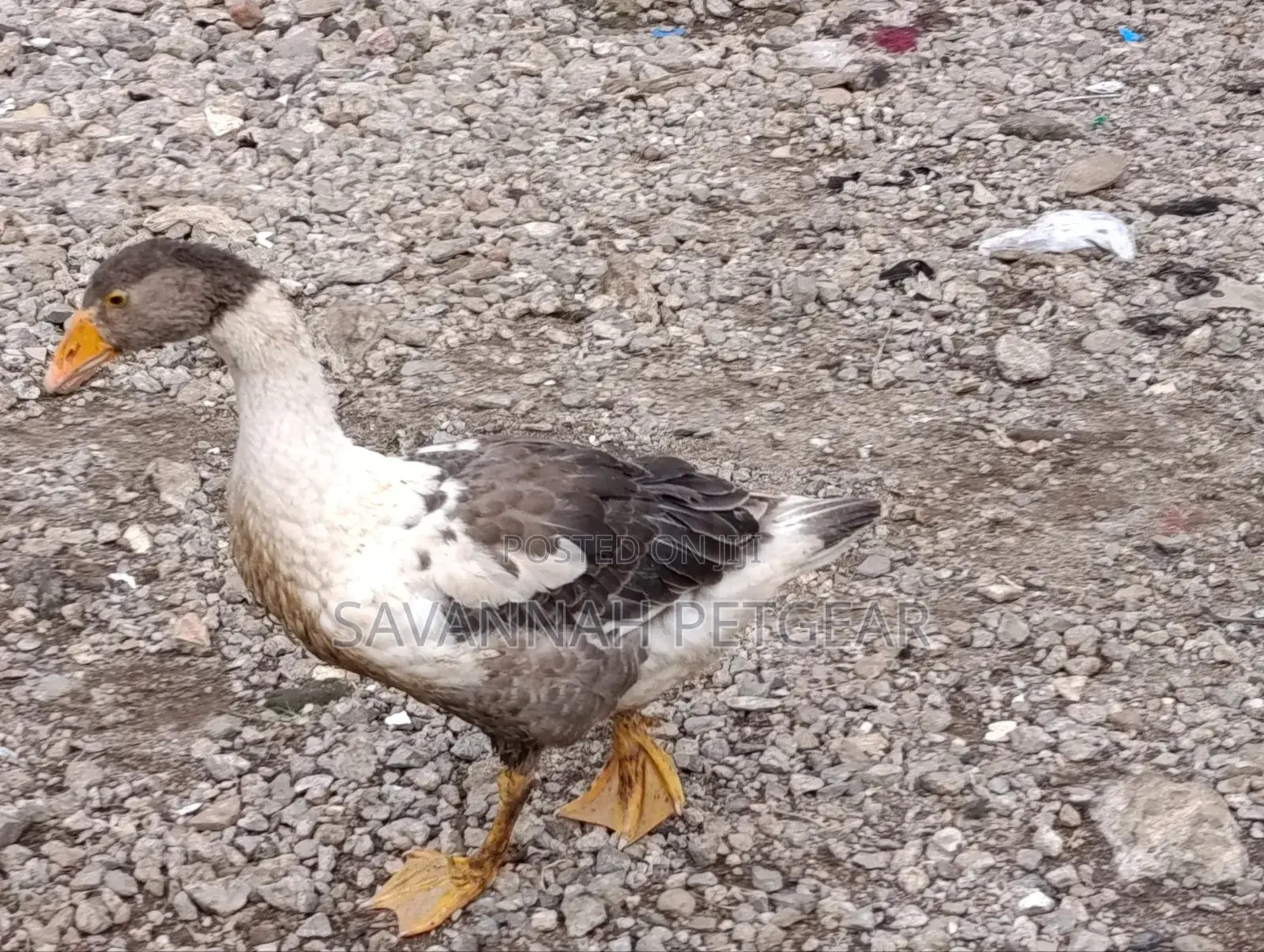 Pomeranian or Saddleback Pomeranian Goose