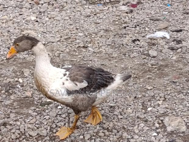 Pomeranian or Saddleback Pomeranian Goose - main view