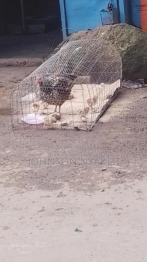 Chicken Cages - thumbnail 6