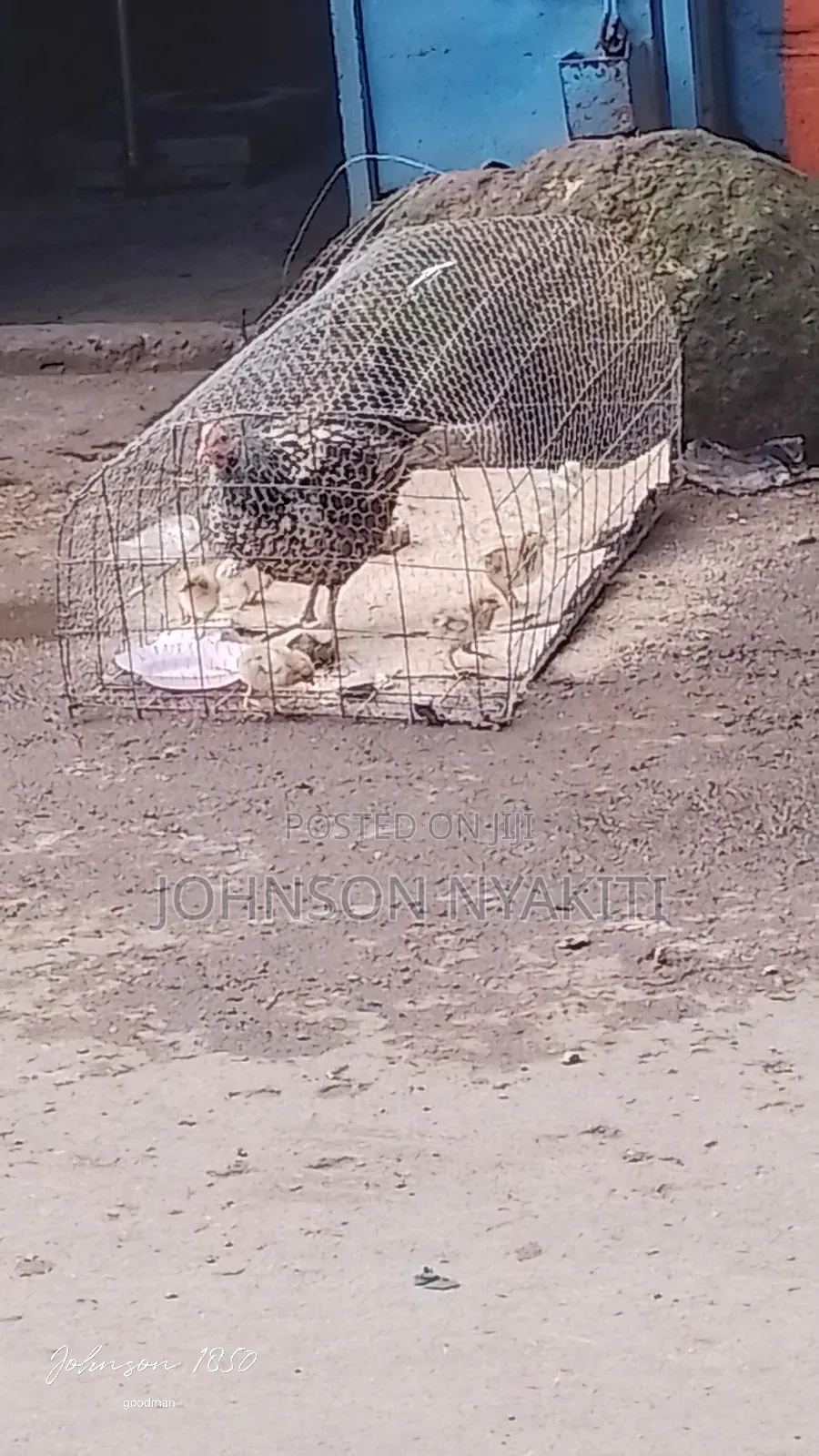Chicken Cages