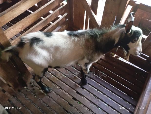 Dairy Goat Buck