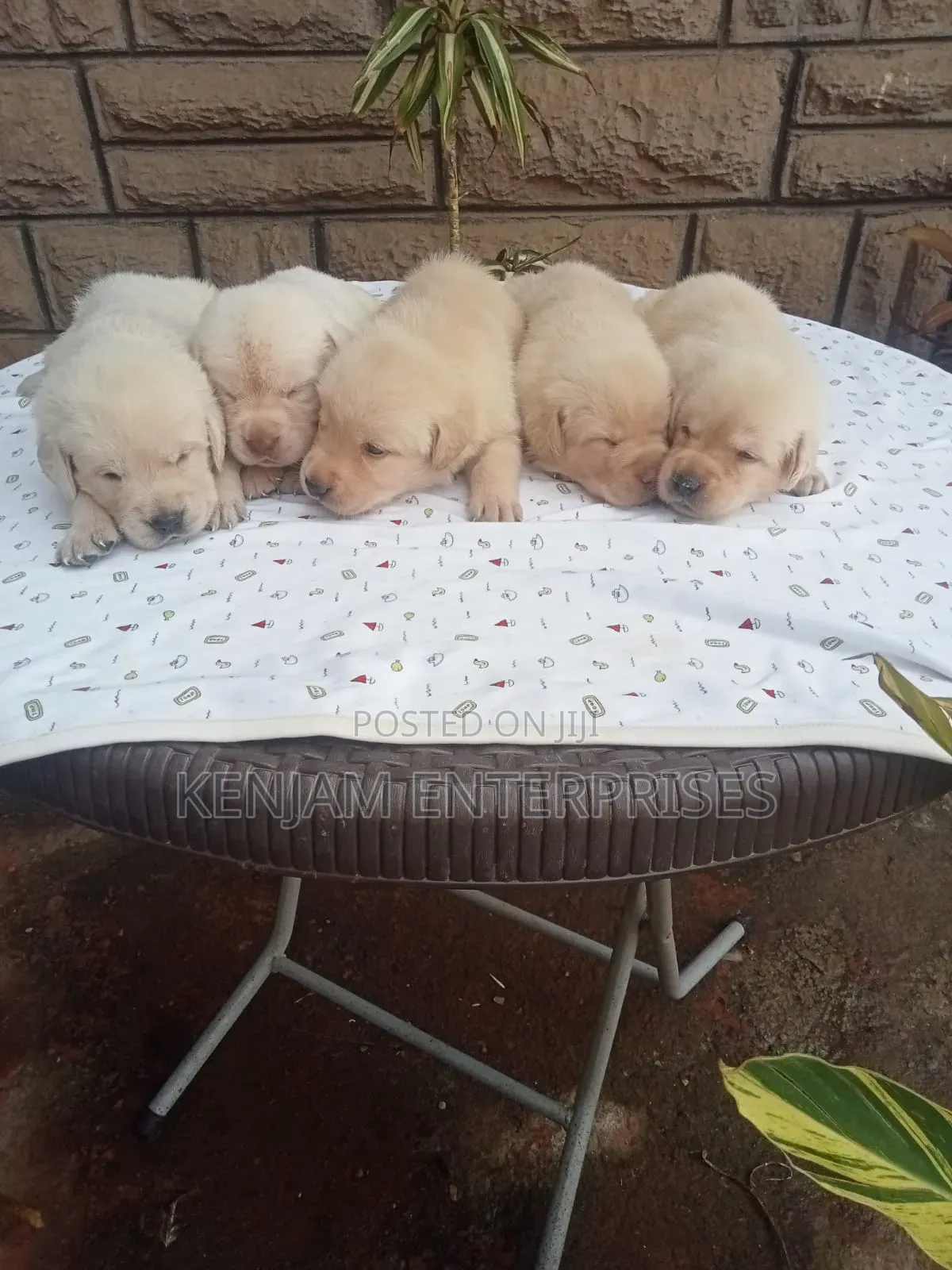 1-3 months Female Purebred Labrador Retriever