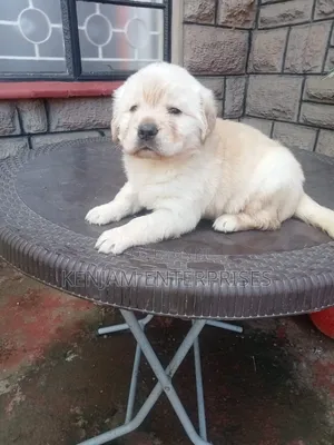 1-3 months Male Purebred Labrador Retriever
