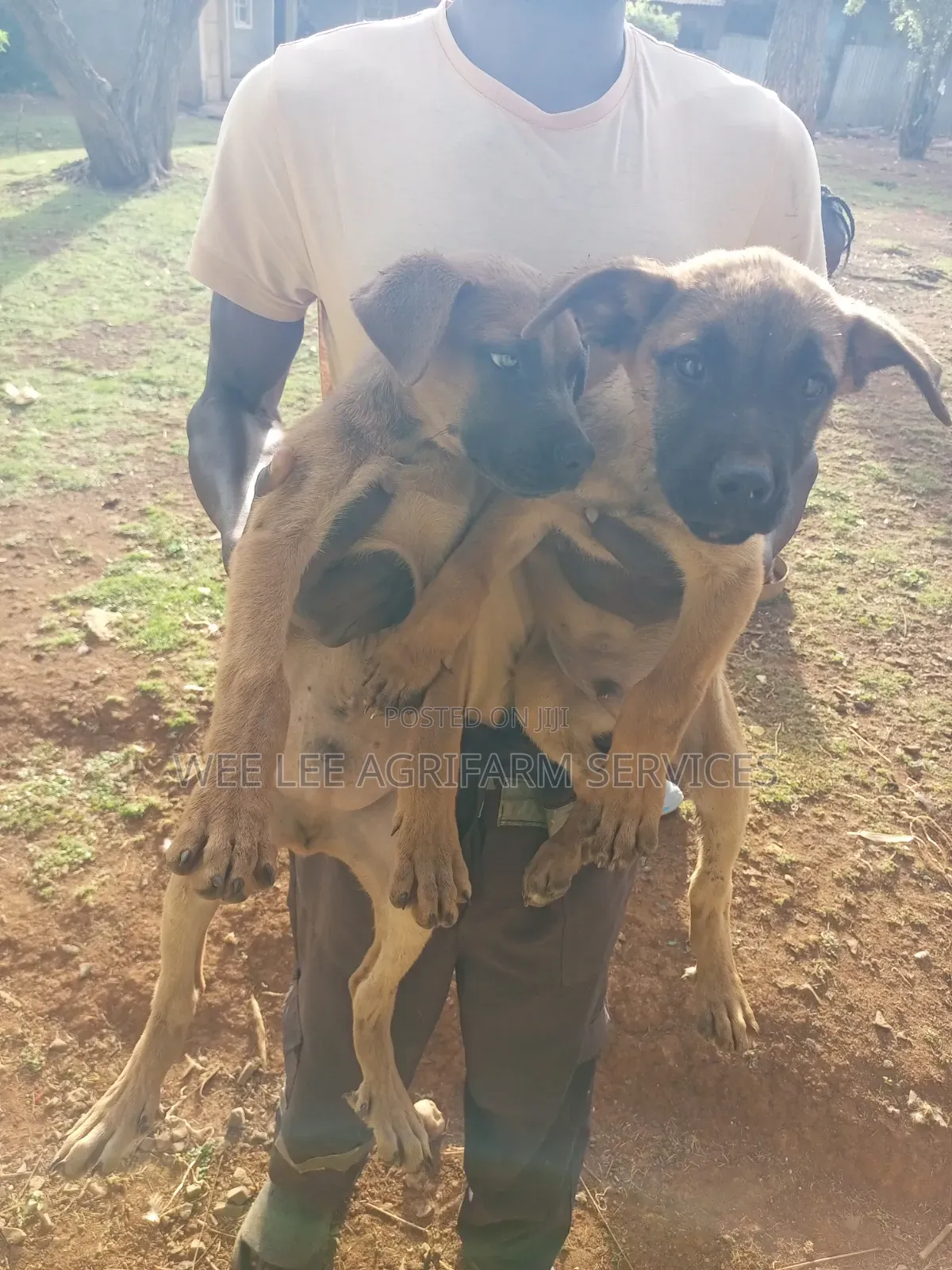 1-3 months Male Mixed Breed Boerboel