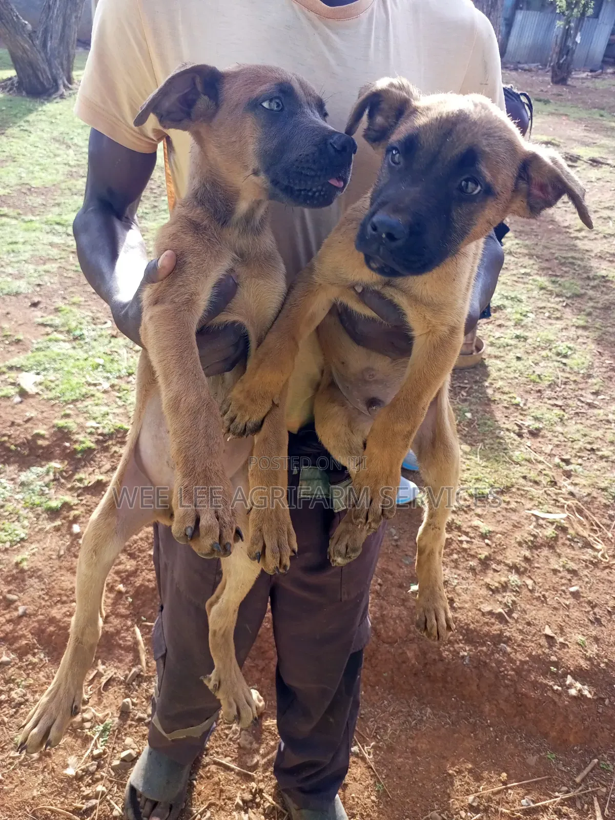 1-3 months Male Mixed Breed Boerboel