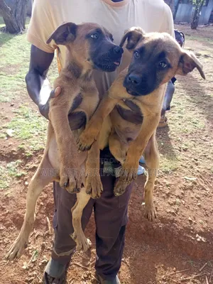 1-3 months Male Mixed Breed Boerboel
