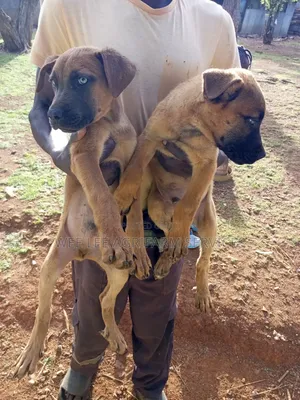 1-3 months Male Mixed Breed Boerboel