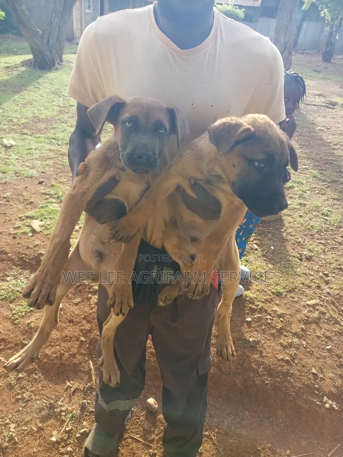 1-3 months Male Mixed Breed Boerboel