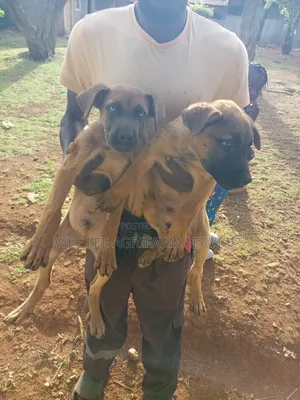 1-3 months Male Mixed Breed Boerboel