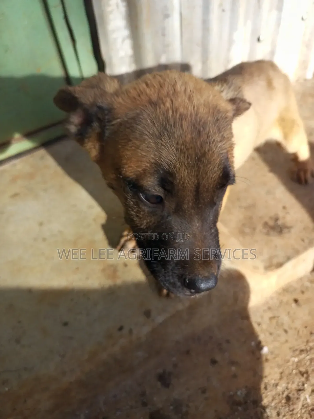 1-3 months Male Mixed Breed Boerboel