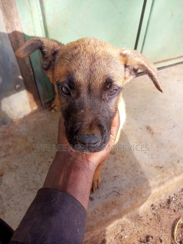 1-3 months Male Mixed Breed Boerboel - thumbnail 7