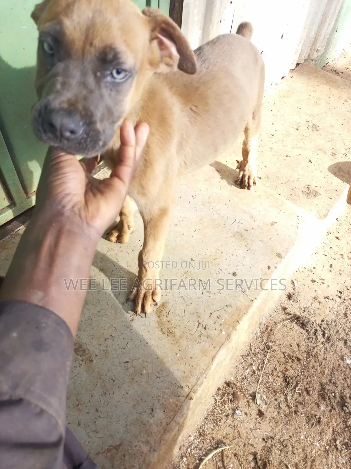 1-3 months Male Mixed Breed Boerboel