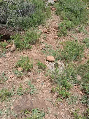 Prime Plot for Sale in Kisamis,Kajiado