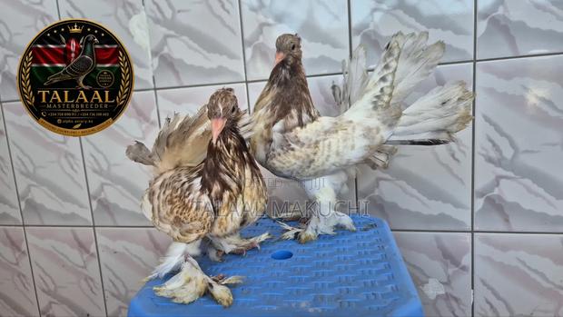 Top Quality Almond Fantails