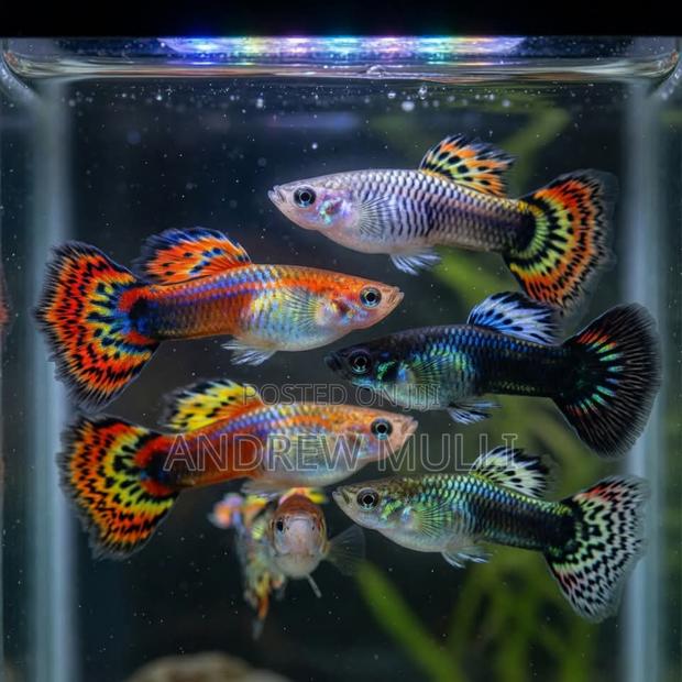 Fancy Guppies - main view