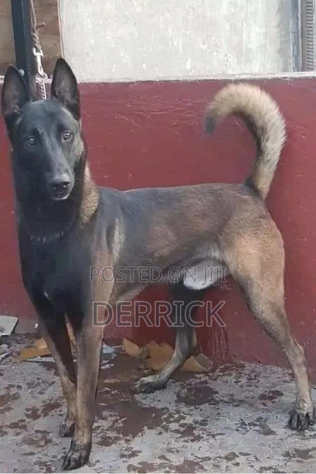 3-6 months Male Purebred Belgian Malinois - thumbnail 6