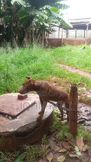 6-12 months Male Mixed Breed American Pit Bull Terrier