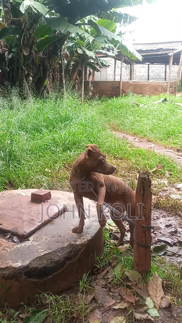 6-12 months Male Mixed Breed American Pit Bull Terrier - thumbnail 2