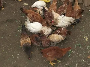 Kienyeji Chicken(Roosters and Layers) at 5months