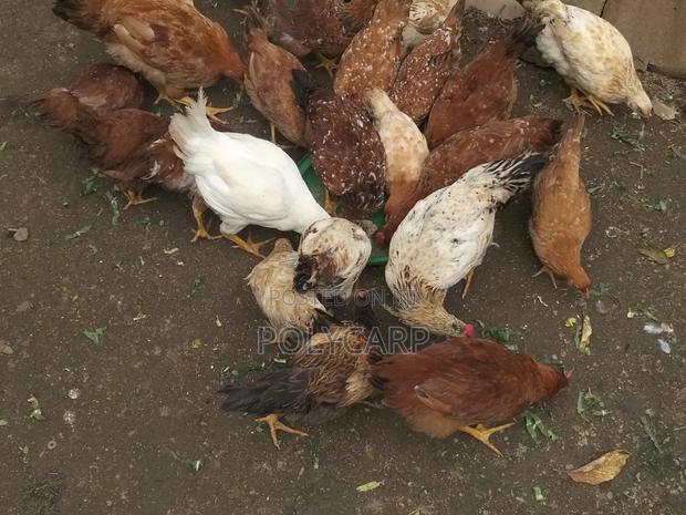 Kienyeji Chicken(Roosters and Layers) at 5months - thumbnail 2