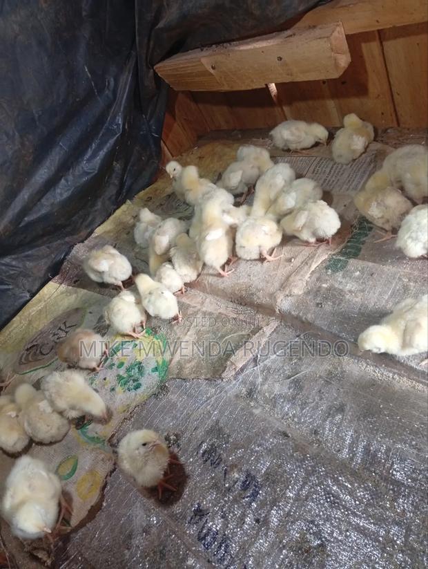 Chicks for Sale - thumbnail 2