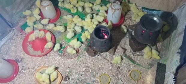 Chicks for Sale - thumbnail 3