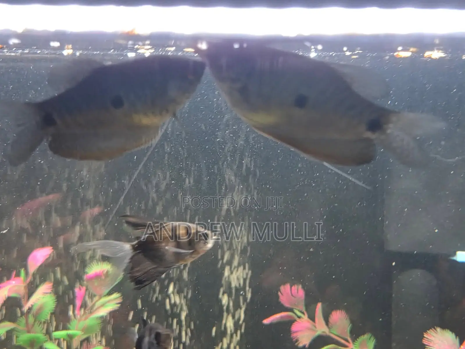 Blue Gourami