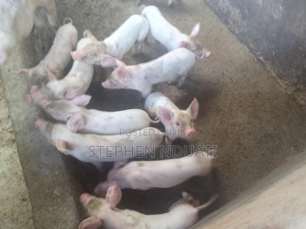 9 Piglets for Sale