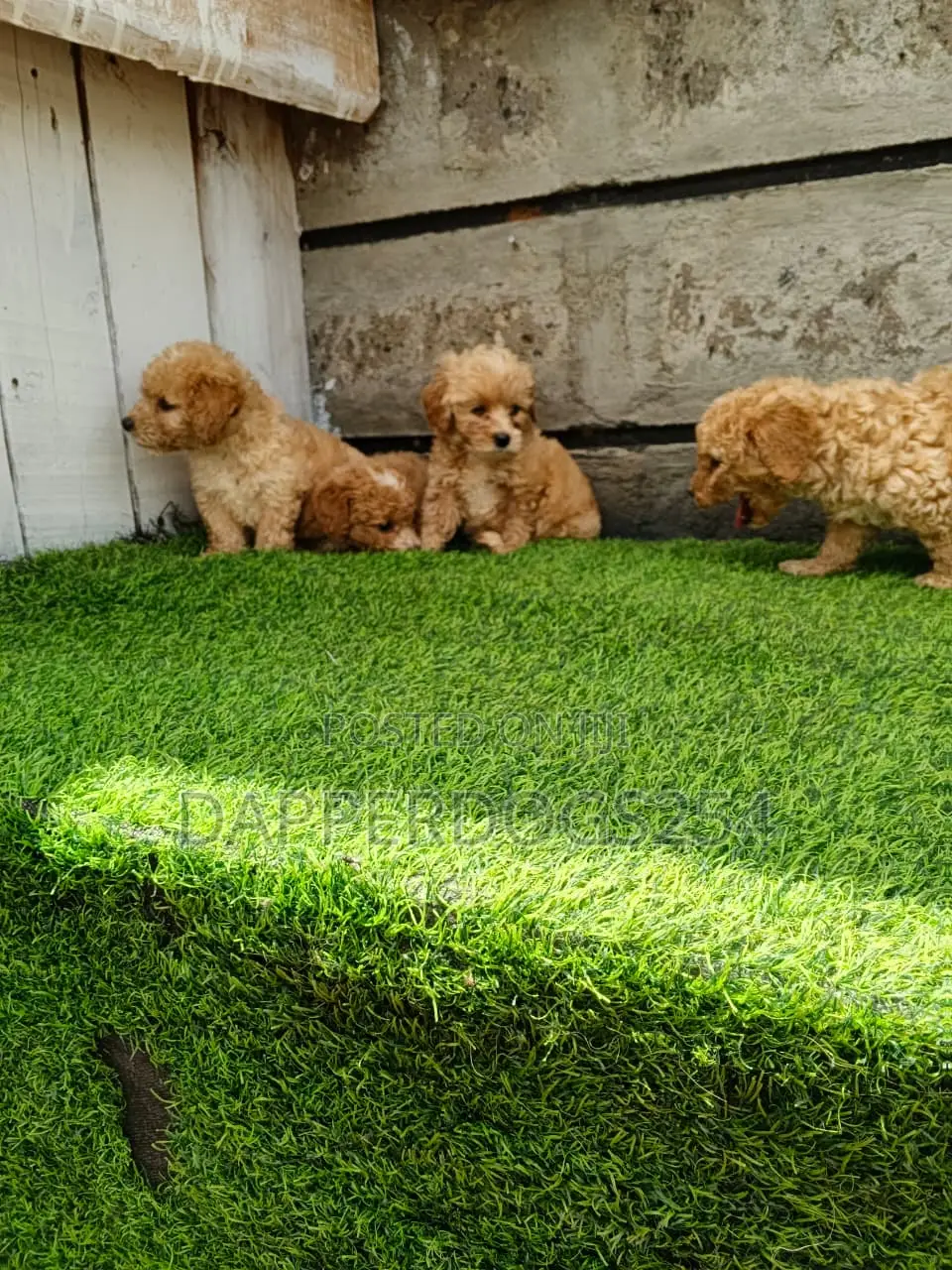 1-3 months Male Purebred Poodle