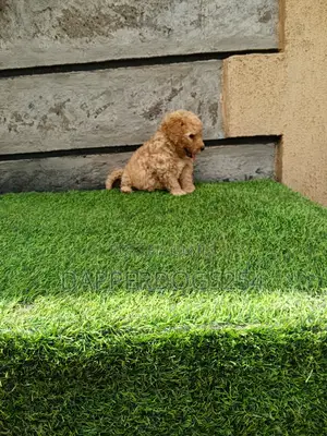1-3 months Male Purebred Poodle