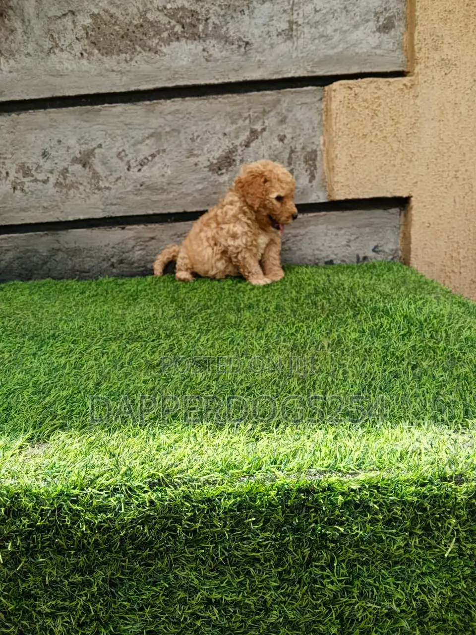 1-3 months Male Purebred Poodle