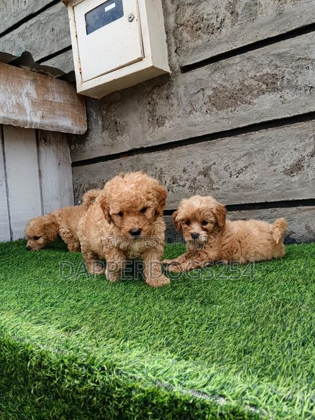 1-3 months Male Purebred Poodle