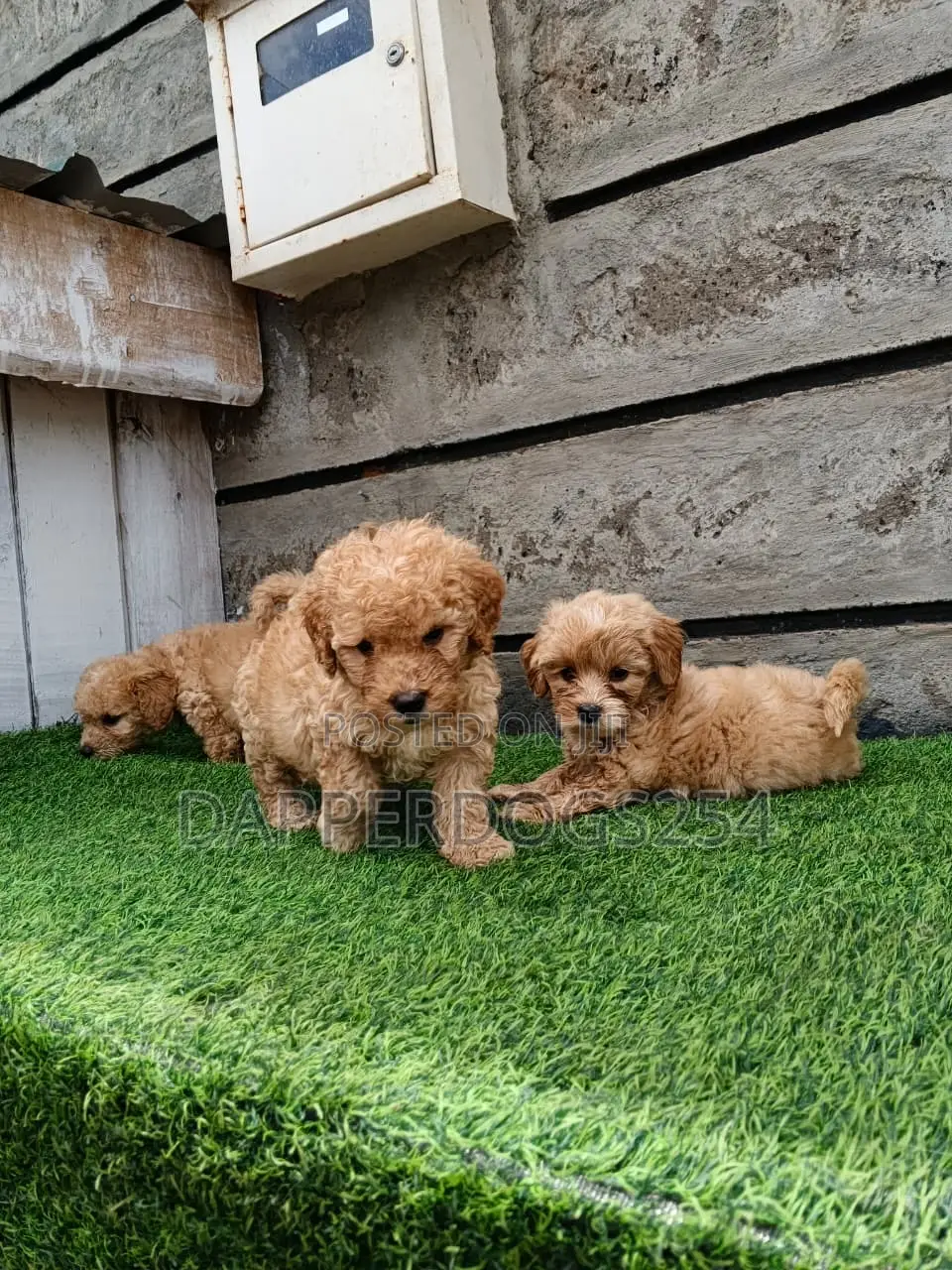 1-3 months Male Purebred Poodle